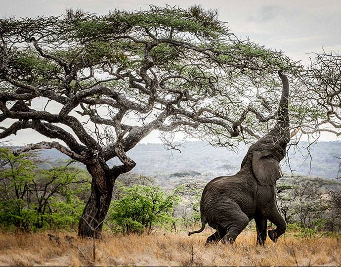 Mila Tented Camp en Serengeti