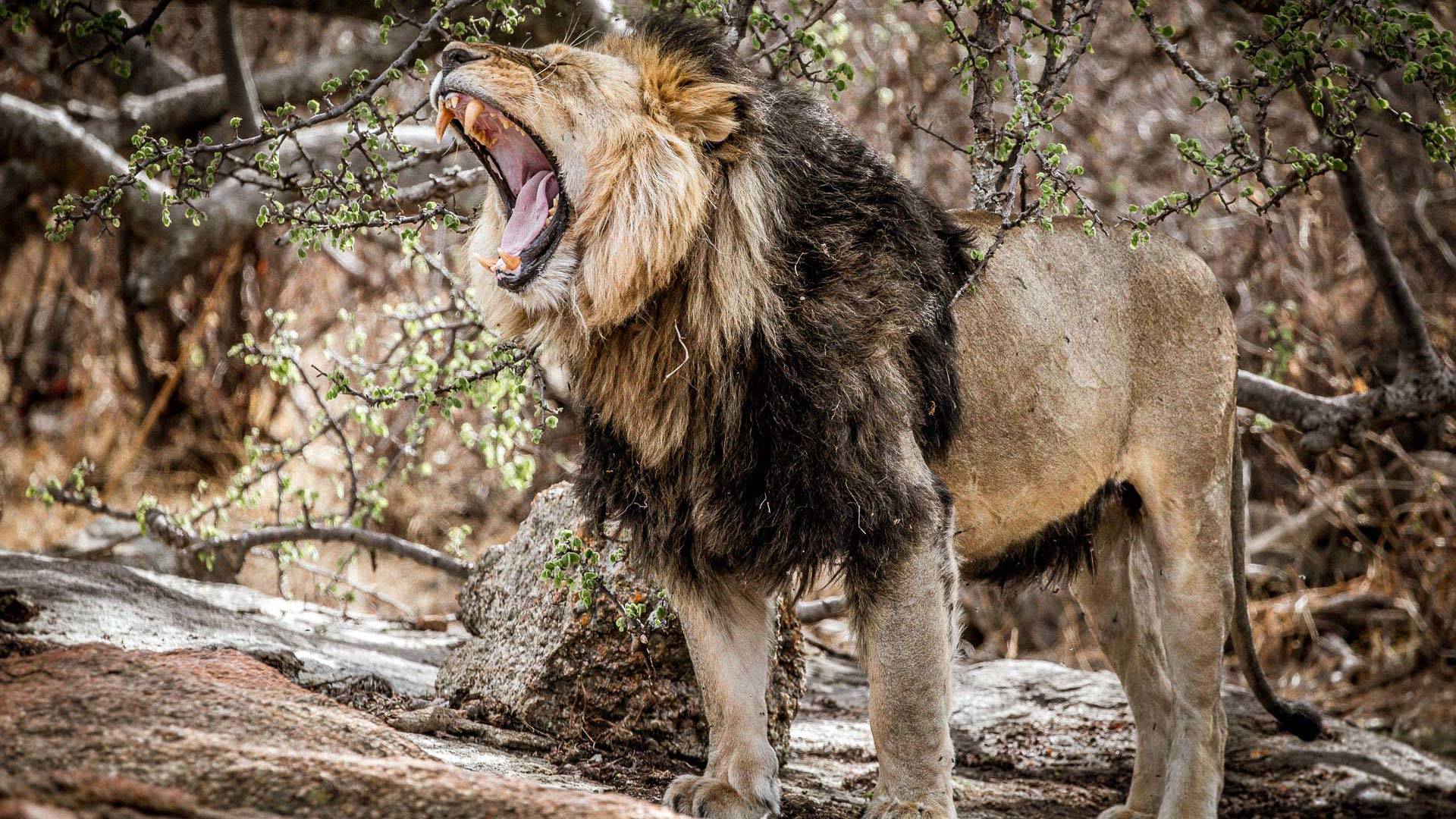Mila Tented Camp en Serengeti