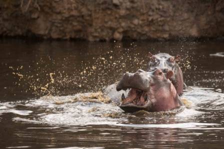 Ole Serai Luxury Camp Moru Kopjes en Serengeti