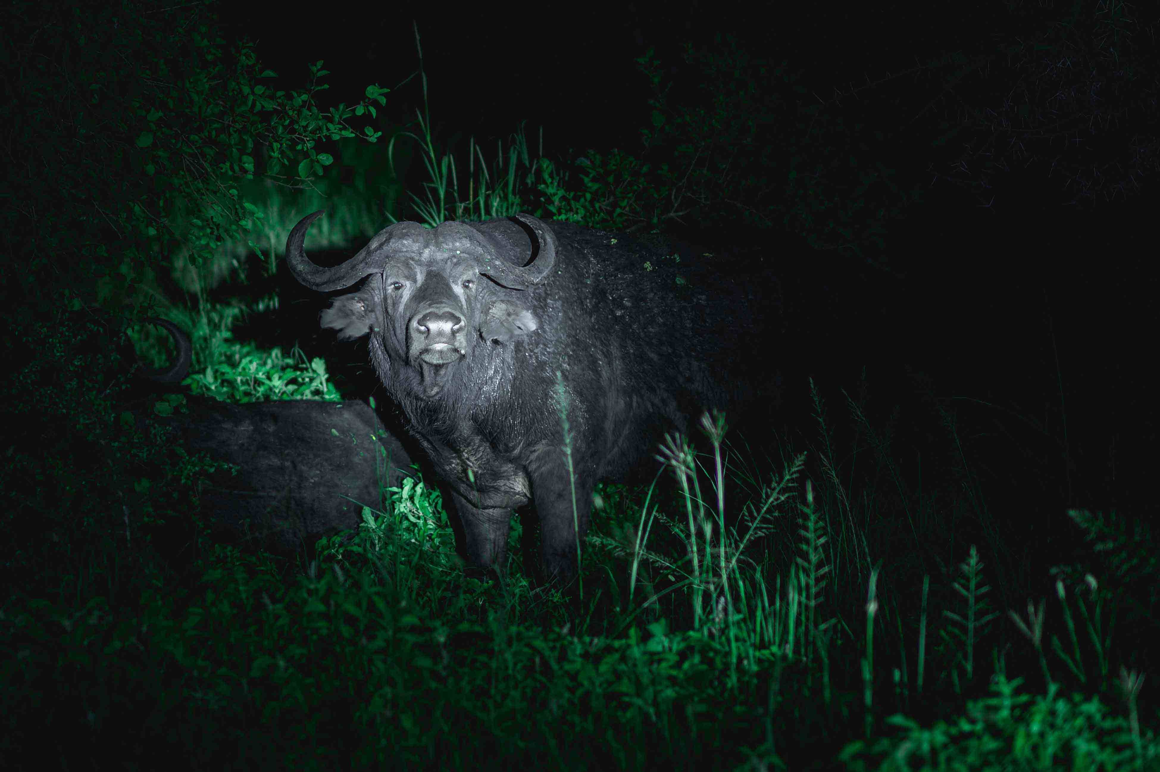 Ole Serai Luxury Camp Moru Kopjes en Serengeti