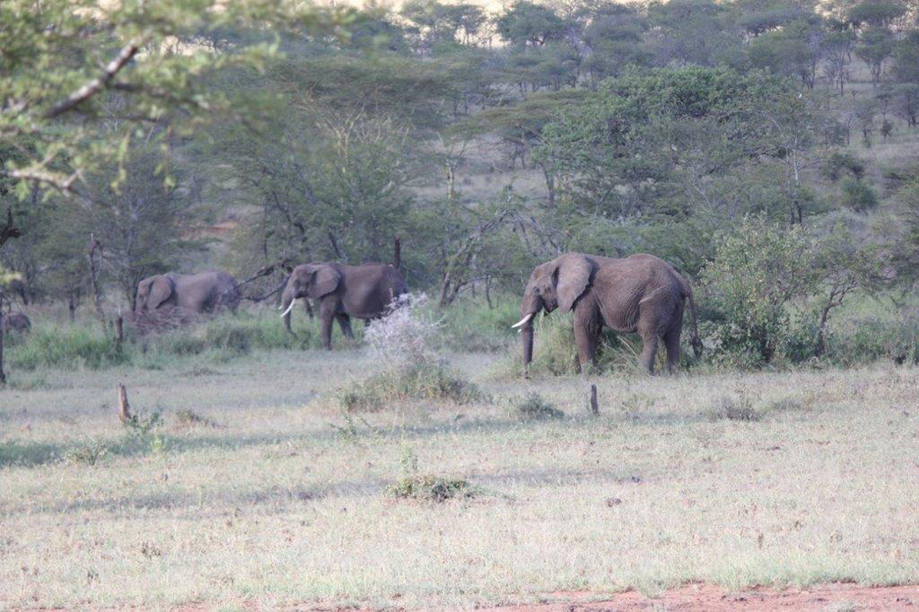 Ole Serai Luxury Camp Moru Kopjes en Serengeti