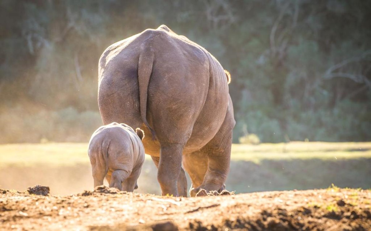 Botlierskop Reserve en South Africa