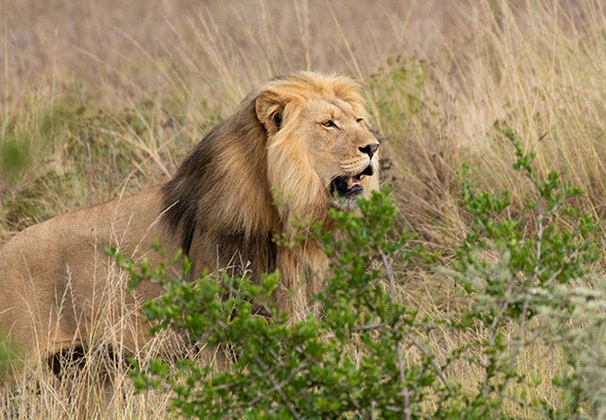 Botlierskop Reserve en South Africa