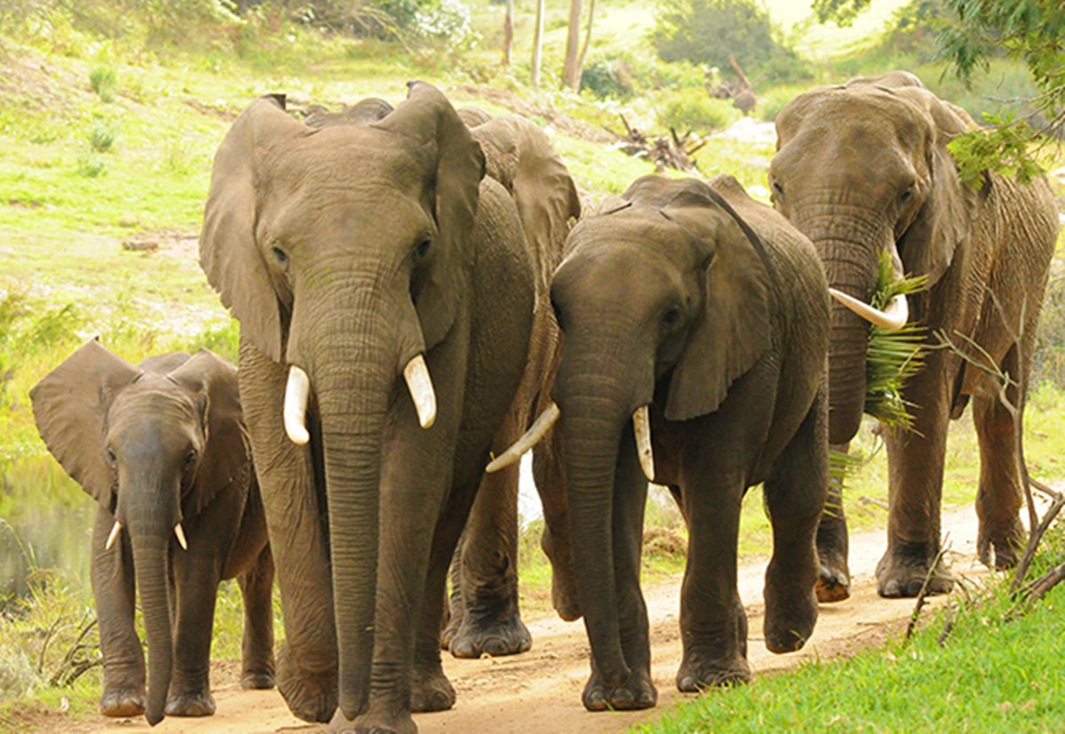 Botlierskop Reserve en South Africa