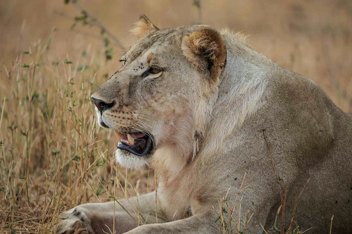 Nimali Tarangire en Tarangire