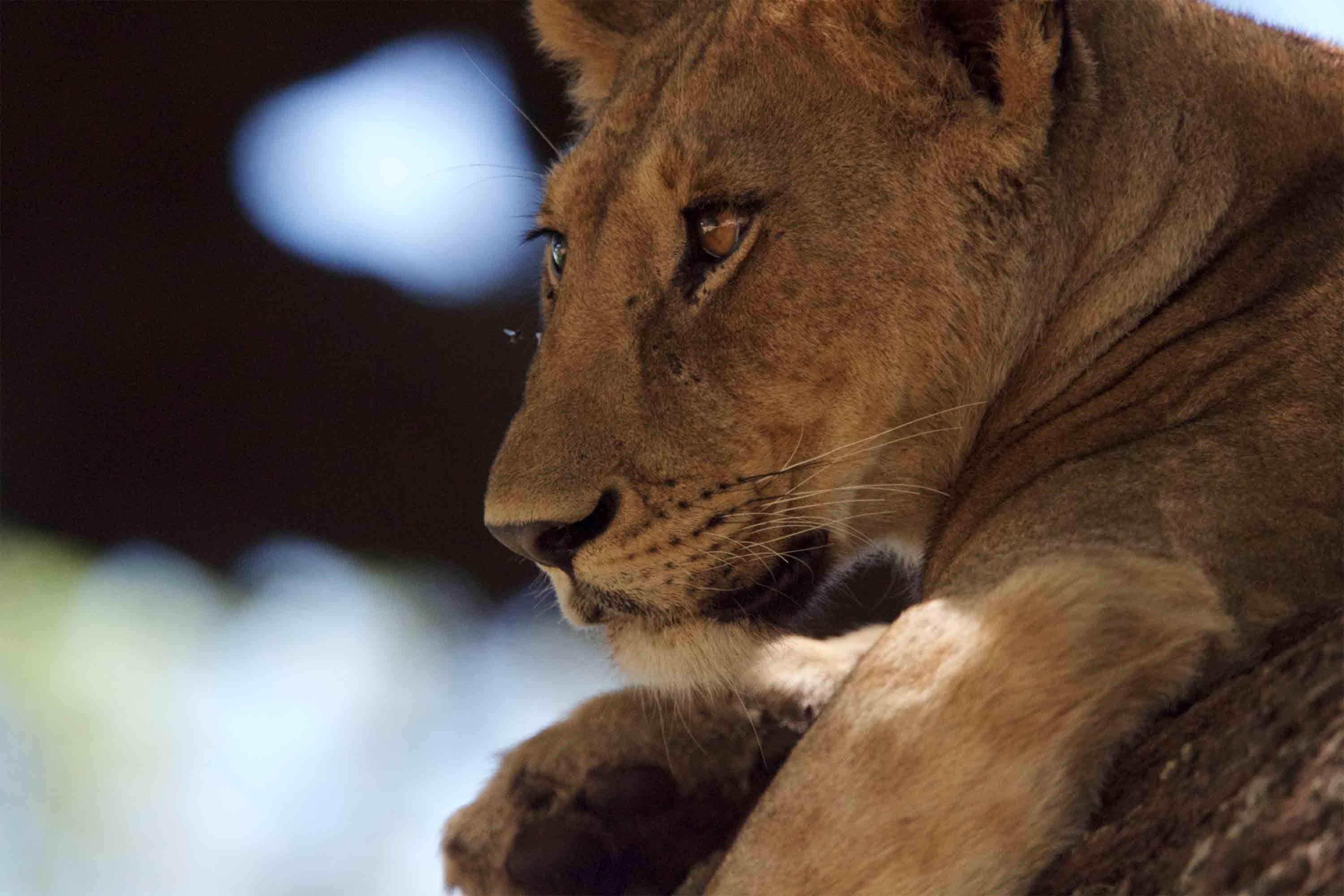 Nimali Serengeti  en Serengeti