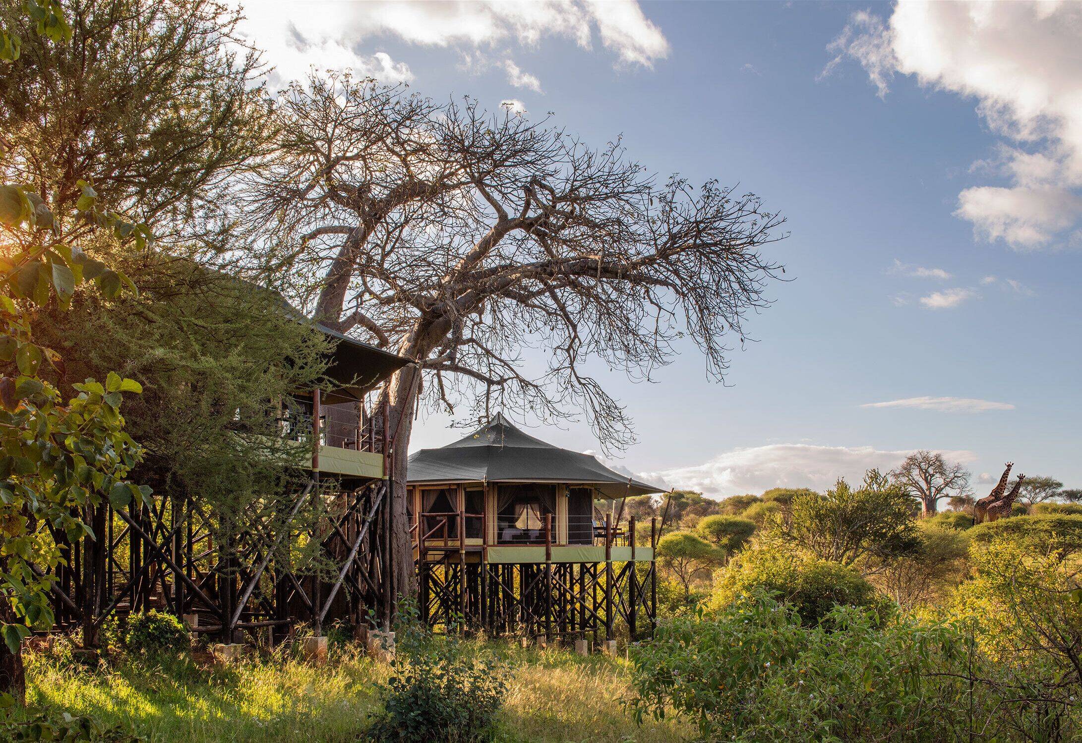 Tarangire Kuro Treetops Lodge en Tarangire