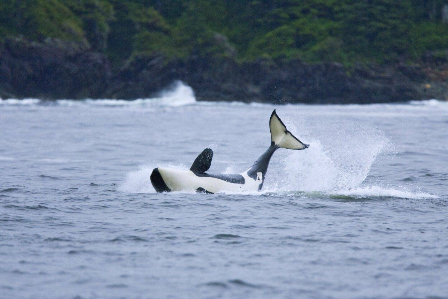 Campbell River