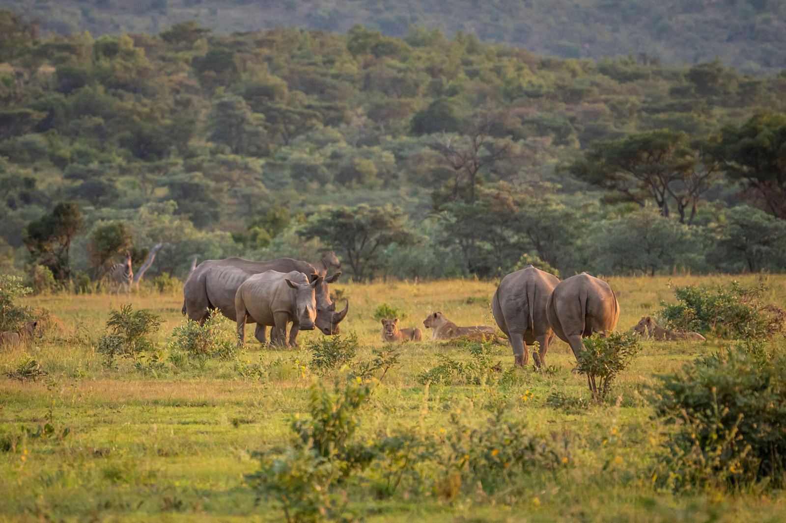 Welgevonden Game Reserve