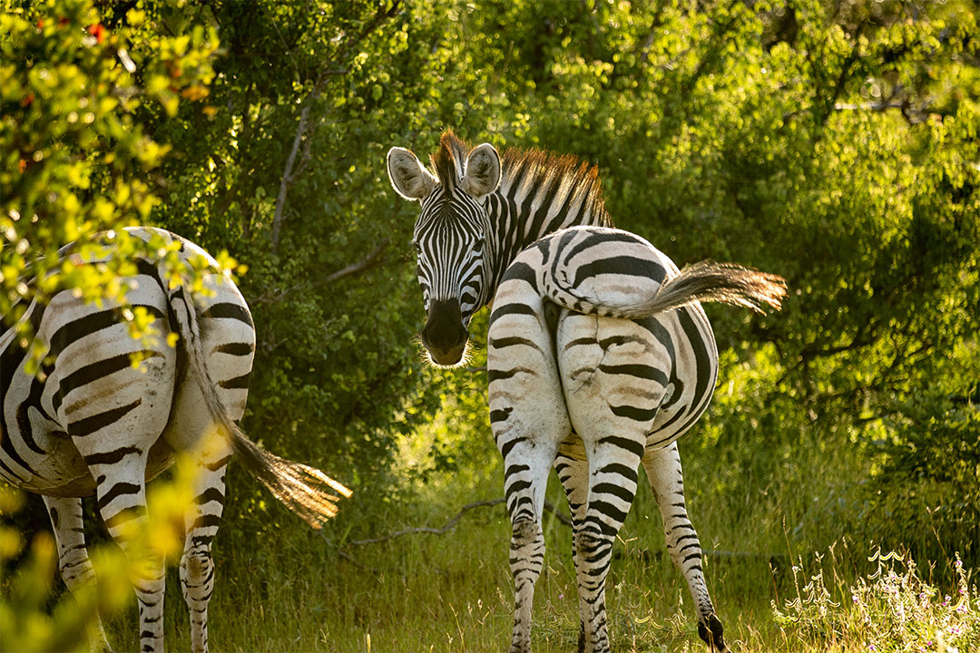 Sian Simba River Lodge en Zambezi National Park