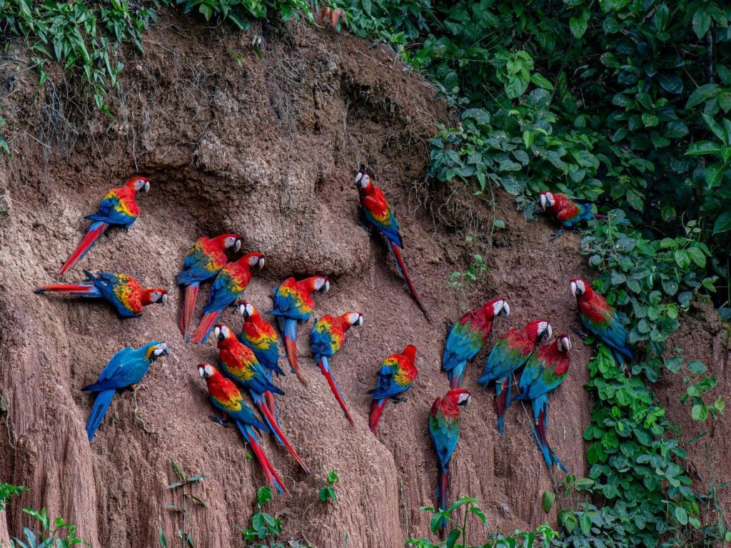 Refugio Amazonas Lodge en Amazonas