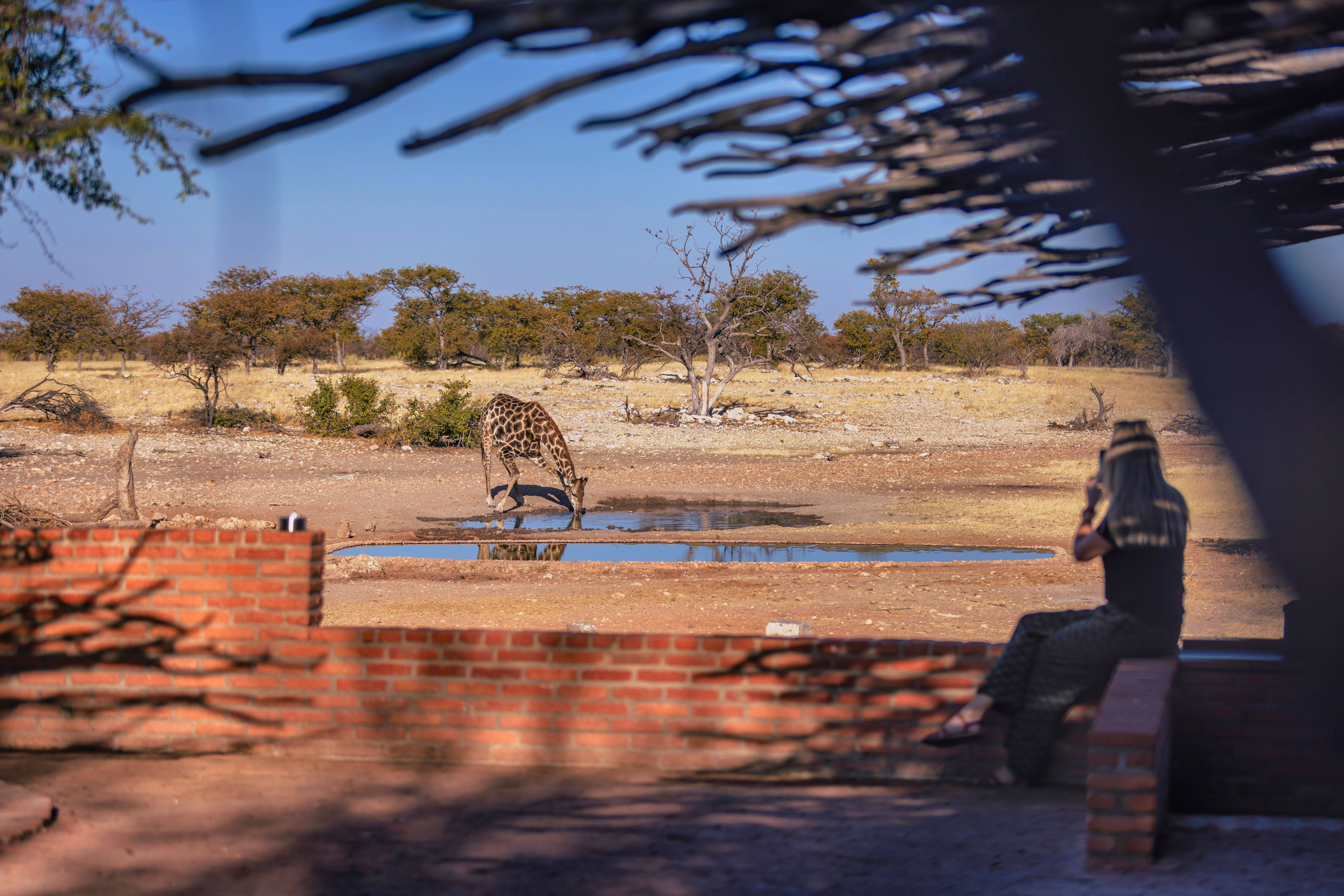 Anderssons at Ongava en Etosha Parque Nacional 