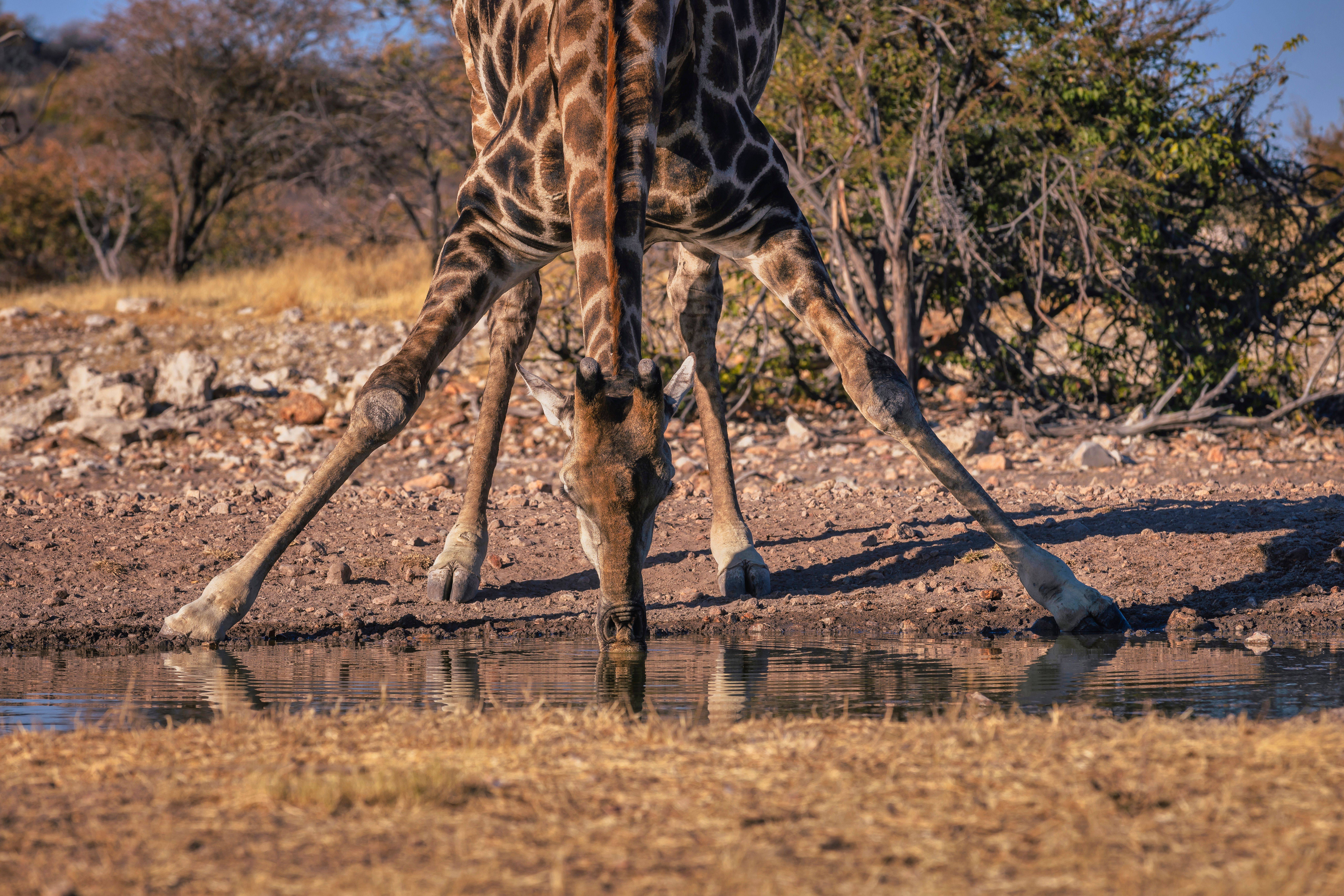 Anderssons at Ongava en Etosha Parque Nacional 