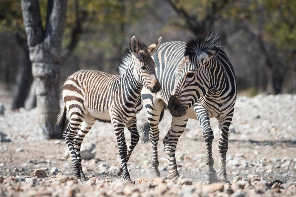Ongava Lodge en Etosha Parque Nacional 