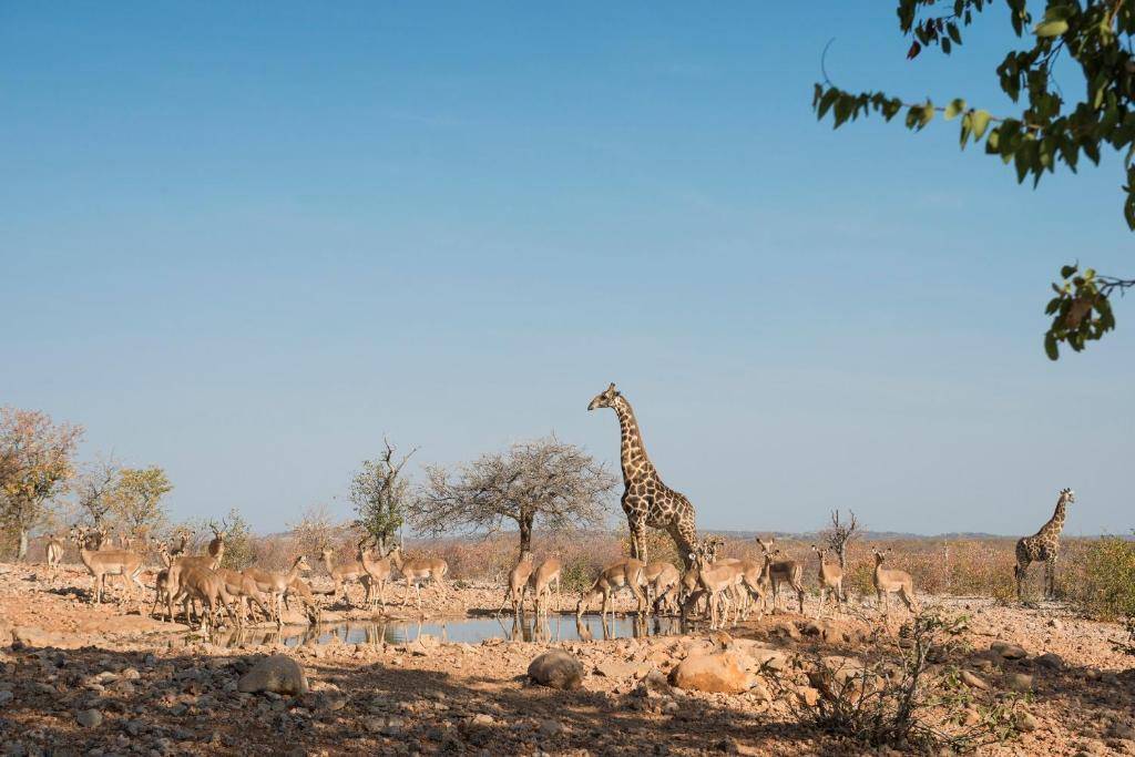 Ongava Lodge en Etosha Parque Nacional 