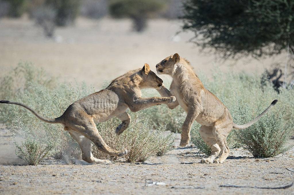 Ongava Lodge en Etosha Parque Nacional 