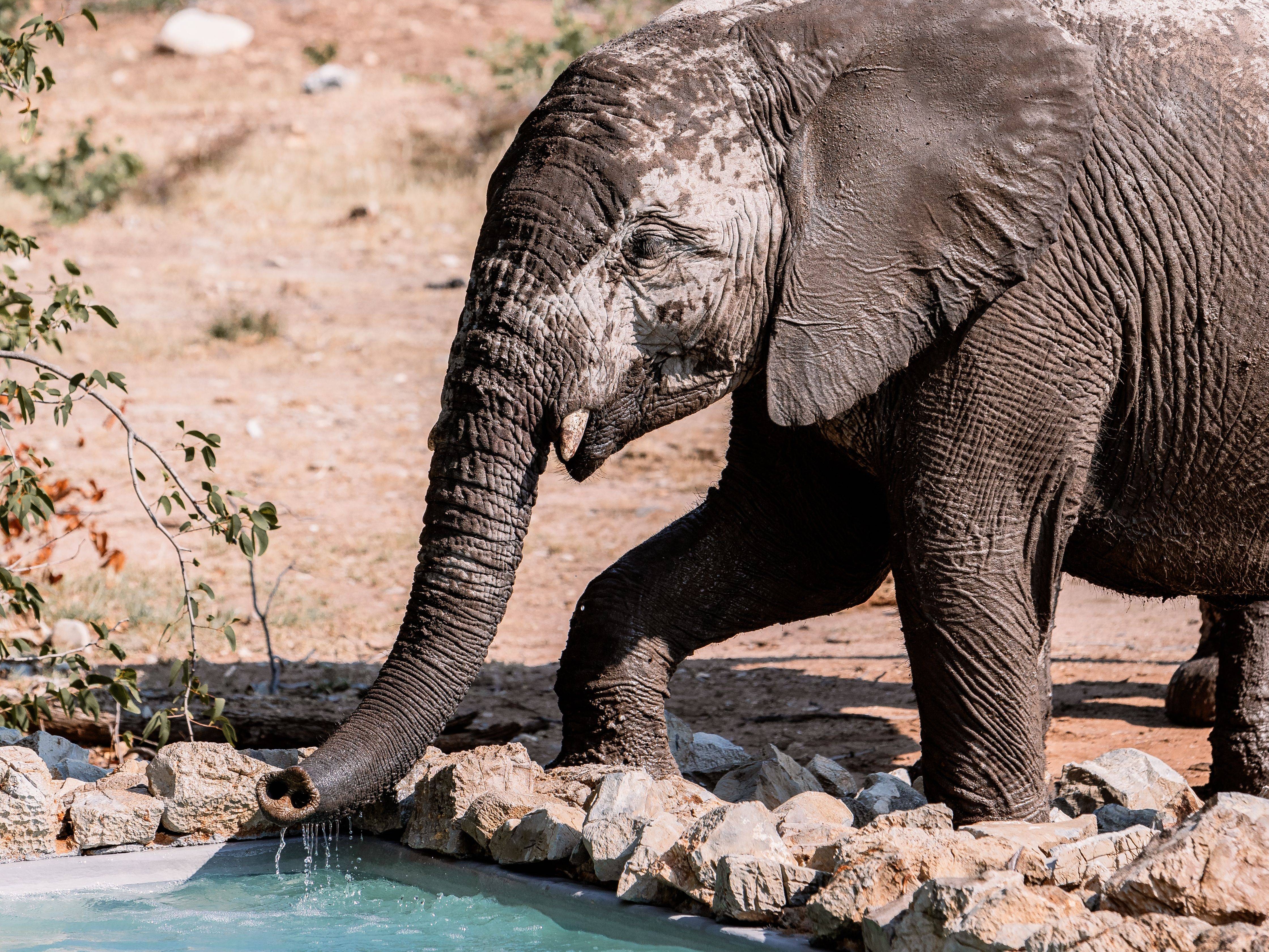 Ongava Lodge en Etosha Parque Nacional 