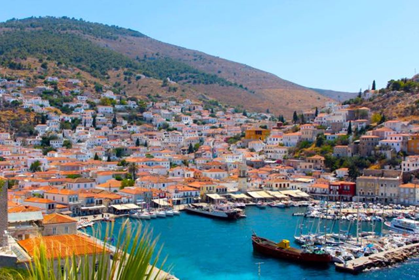 Hydra