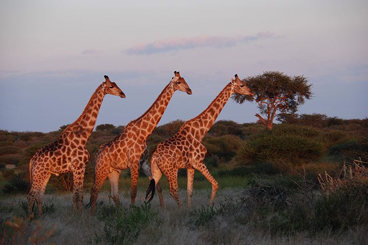 Feline Fields Lodge en Kalahari