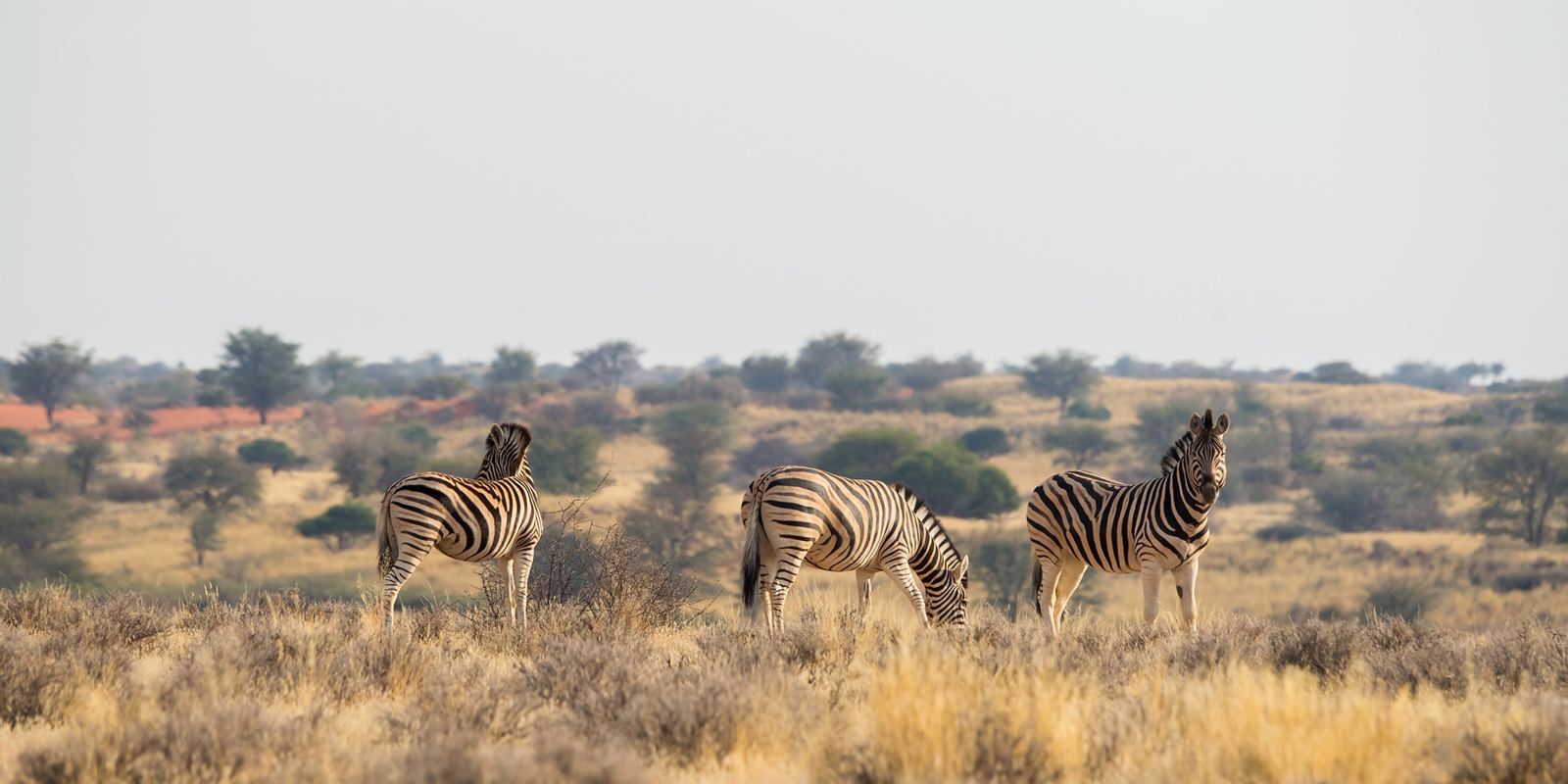 Feline Fields Lodge en Kalahari