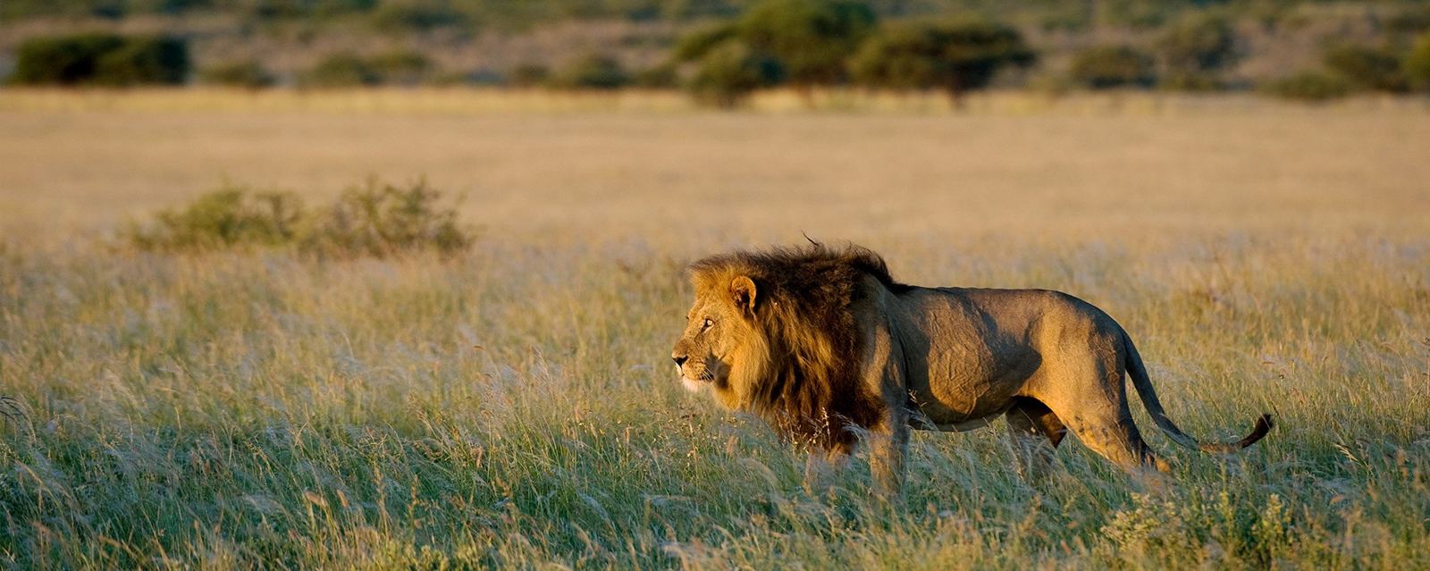 Kalahari | LAT.40