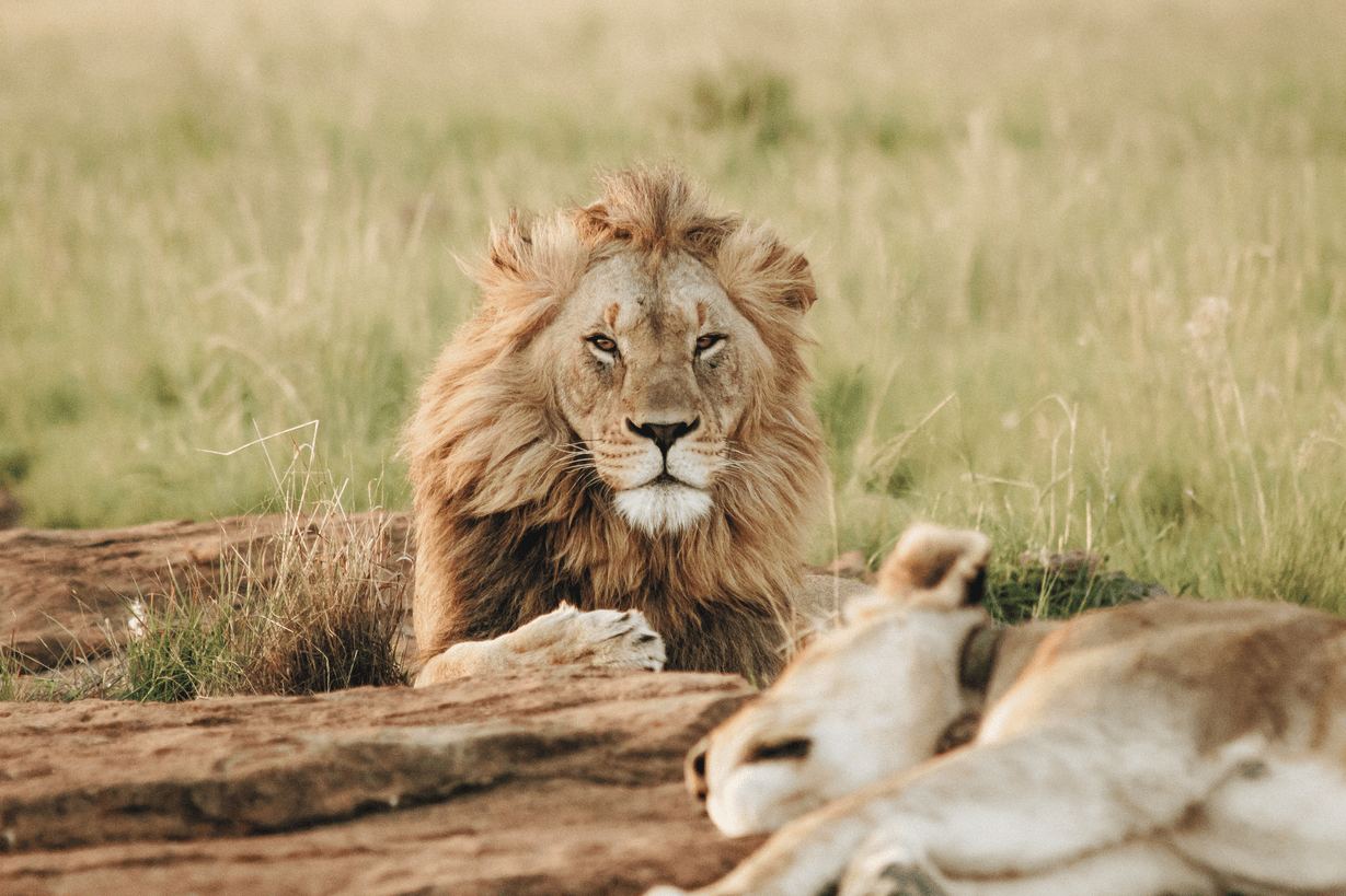 Kalahari | LAT.40