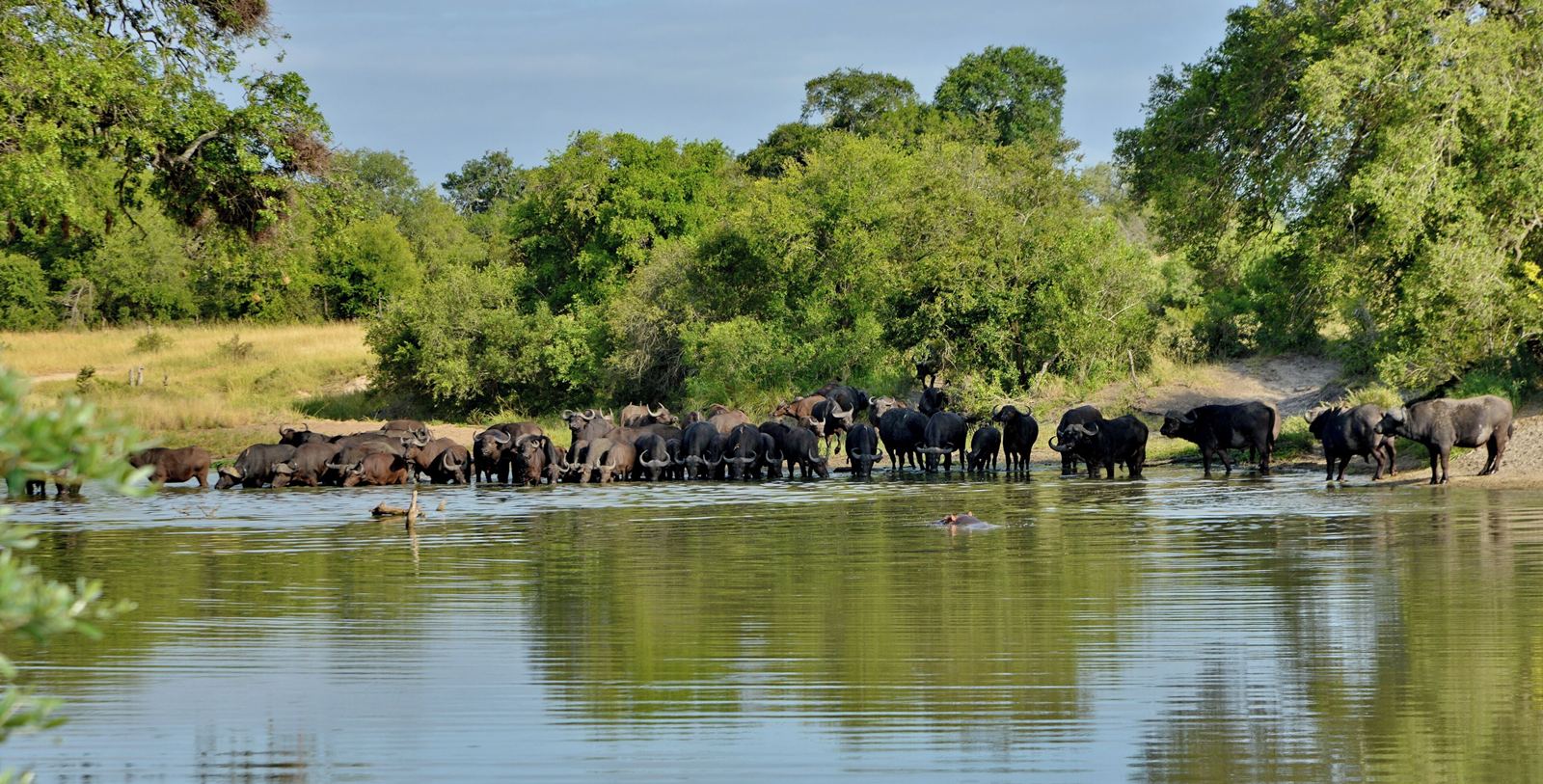 Rhino Walking Safaris en Kruger National Park