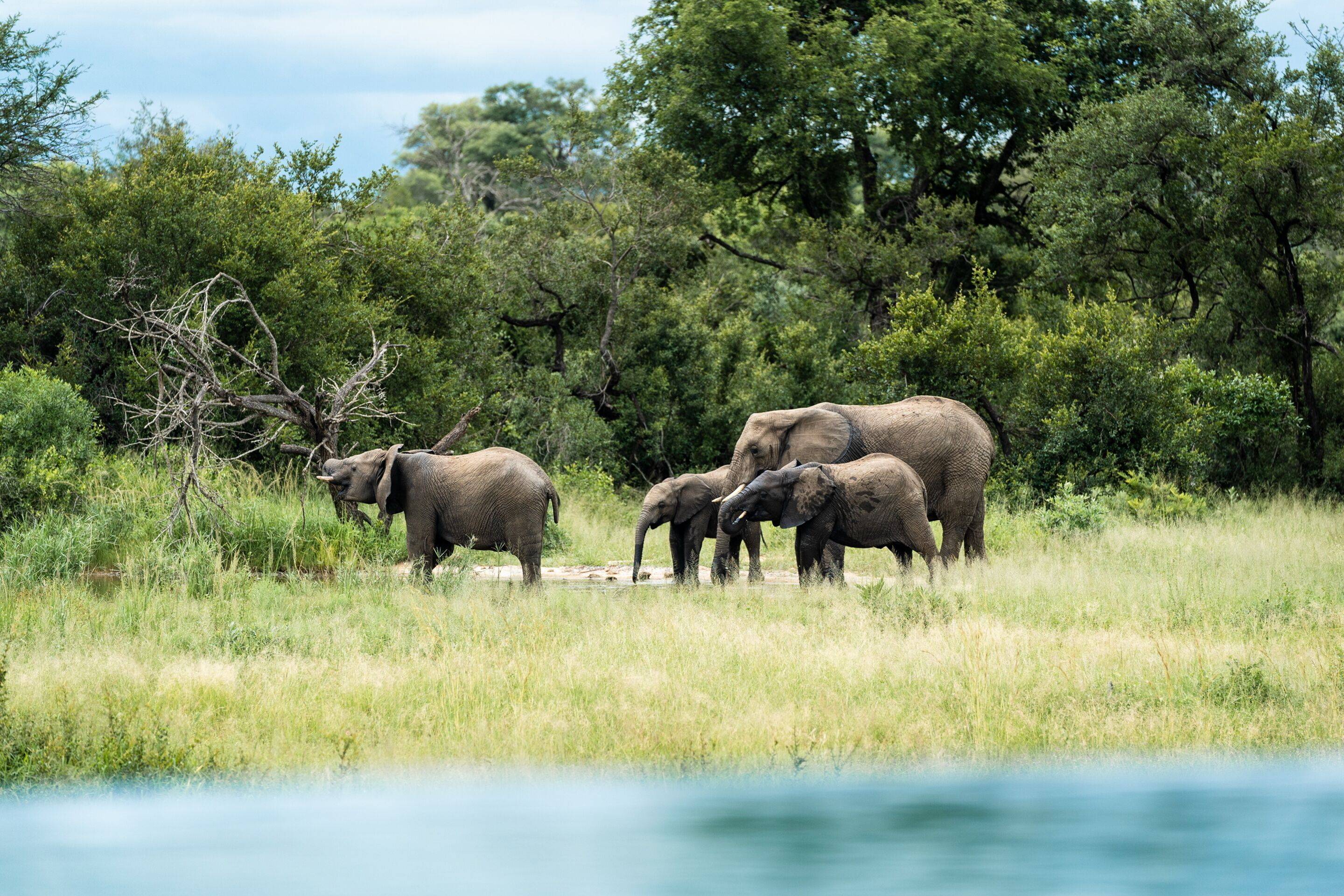 Sabi Sands
