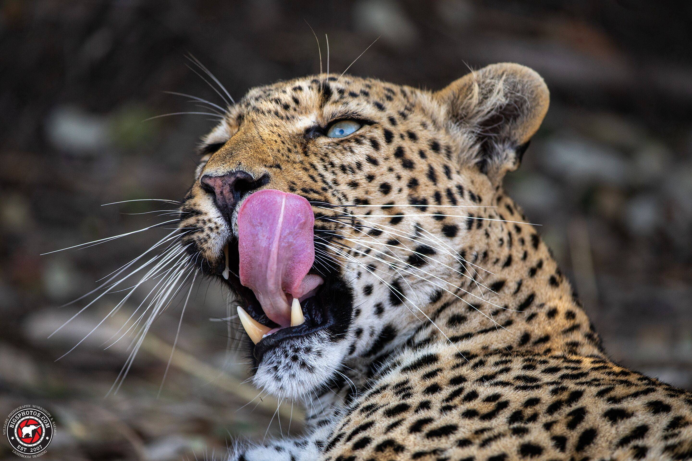 Shumbalala Game Lodge en Kruger National Park