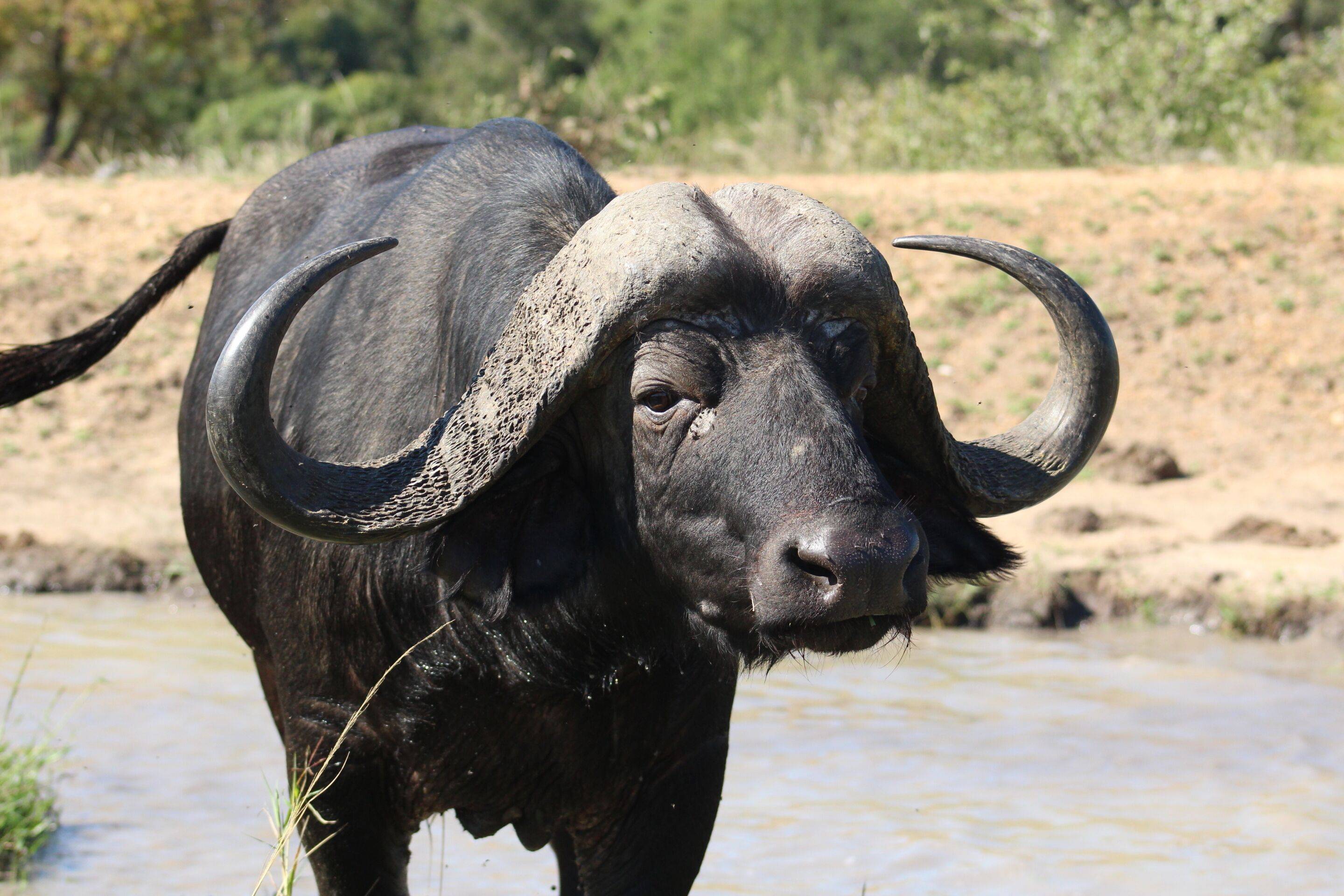 Shumbalala Game Lodge en Kruger National Park