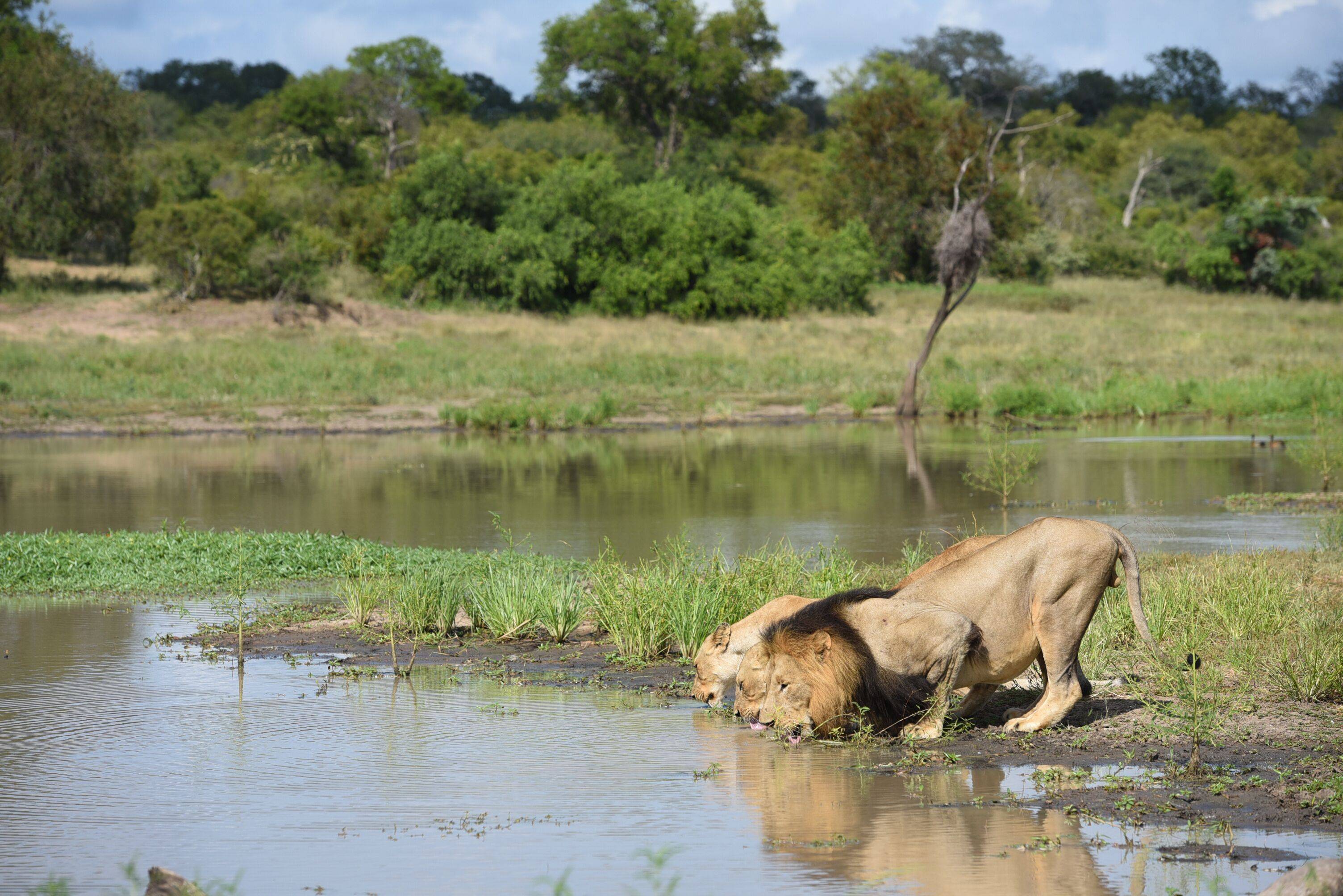 Shumbalala Game Lodge en Kruger National Park