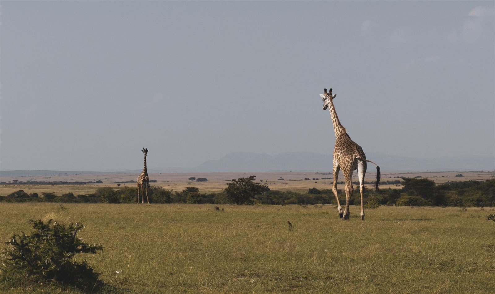 Lerai Safari Camp en Masai Mara