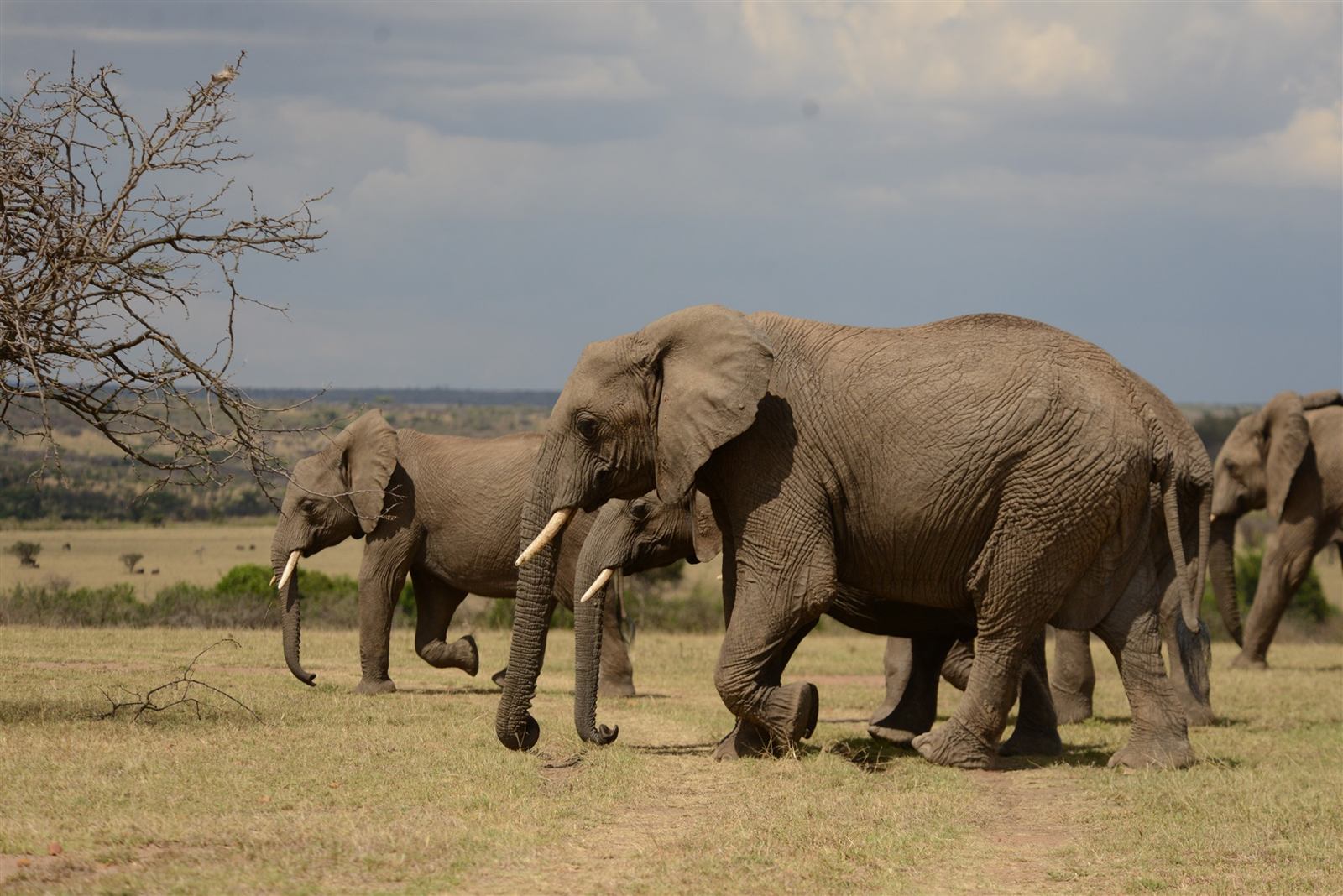 Lerai Safari Camp en Masai Mara
