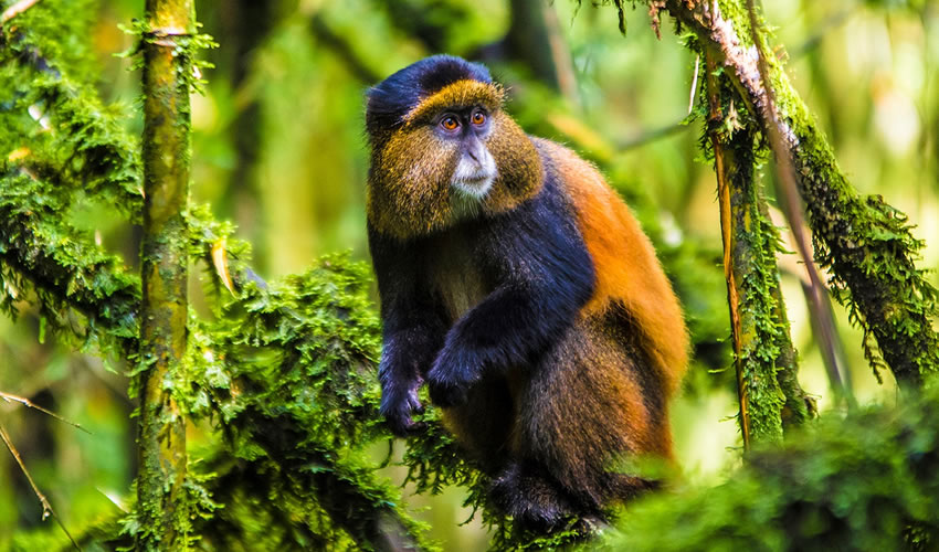 Mgahinga National Park