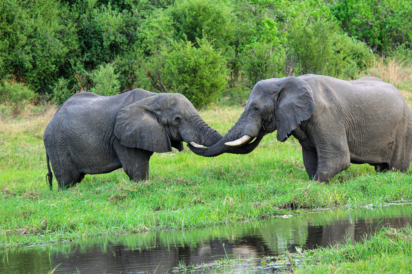 Nokanyana Safari Lodge en Moremi
