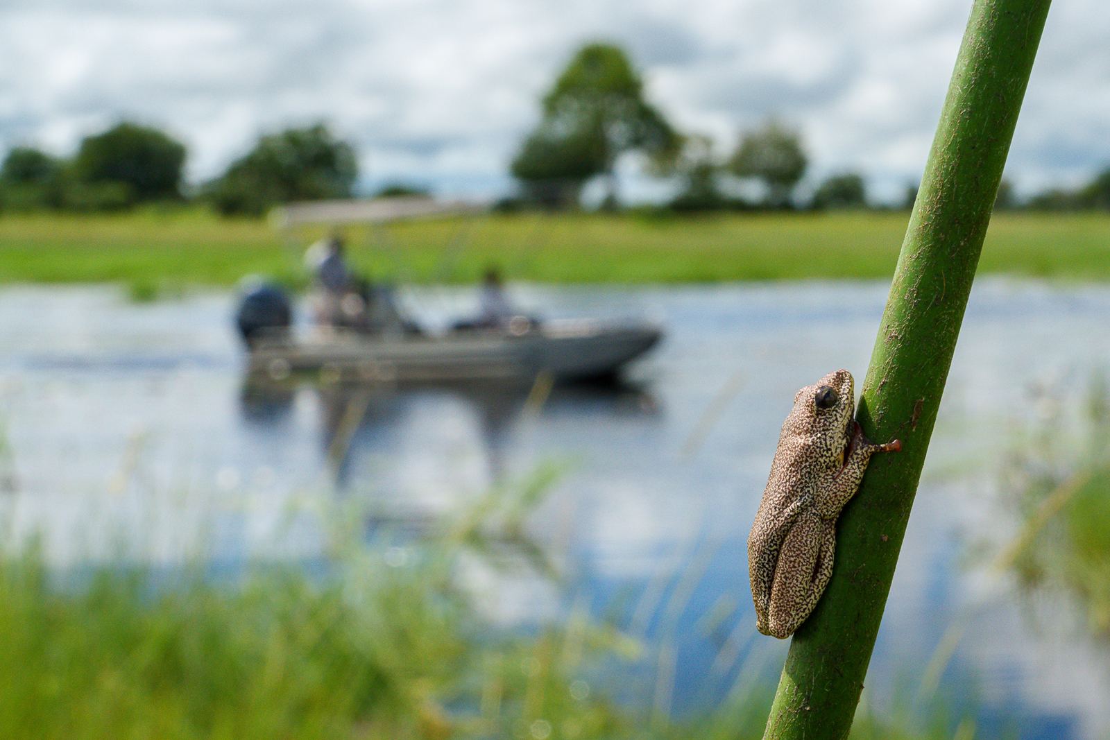 Karangoma en Delta Okavango