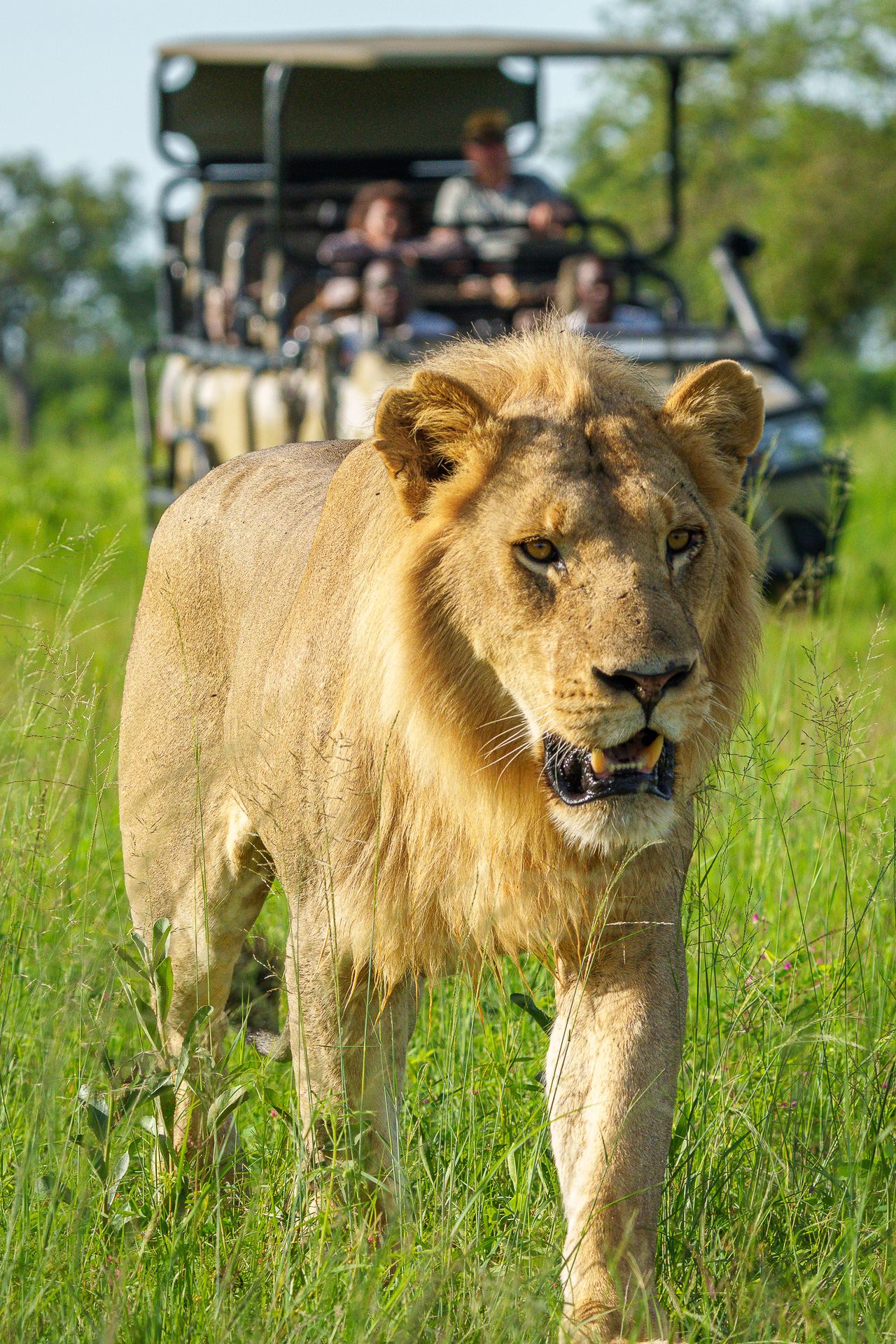 Karangoma en Delta Okavango