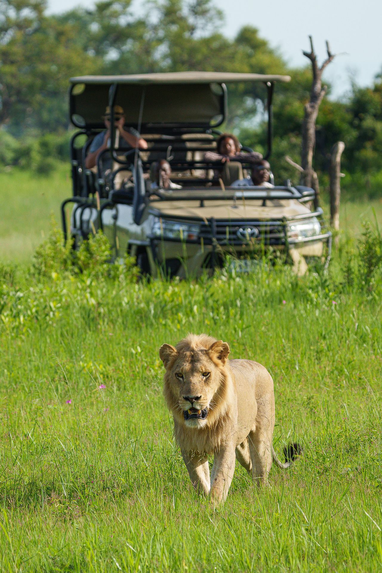 Karangoma en Delta Okavango