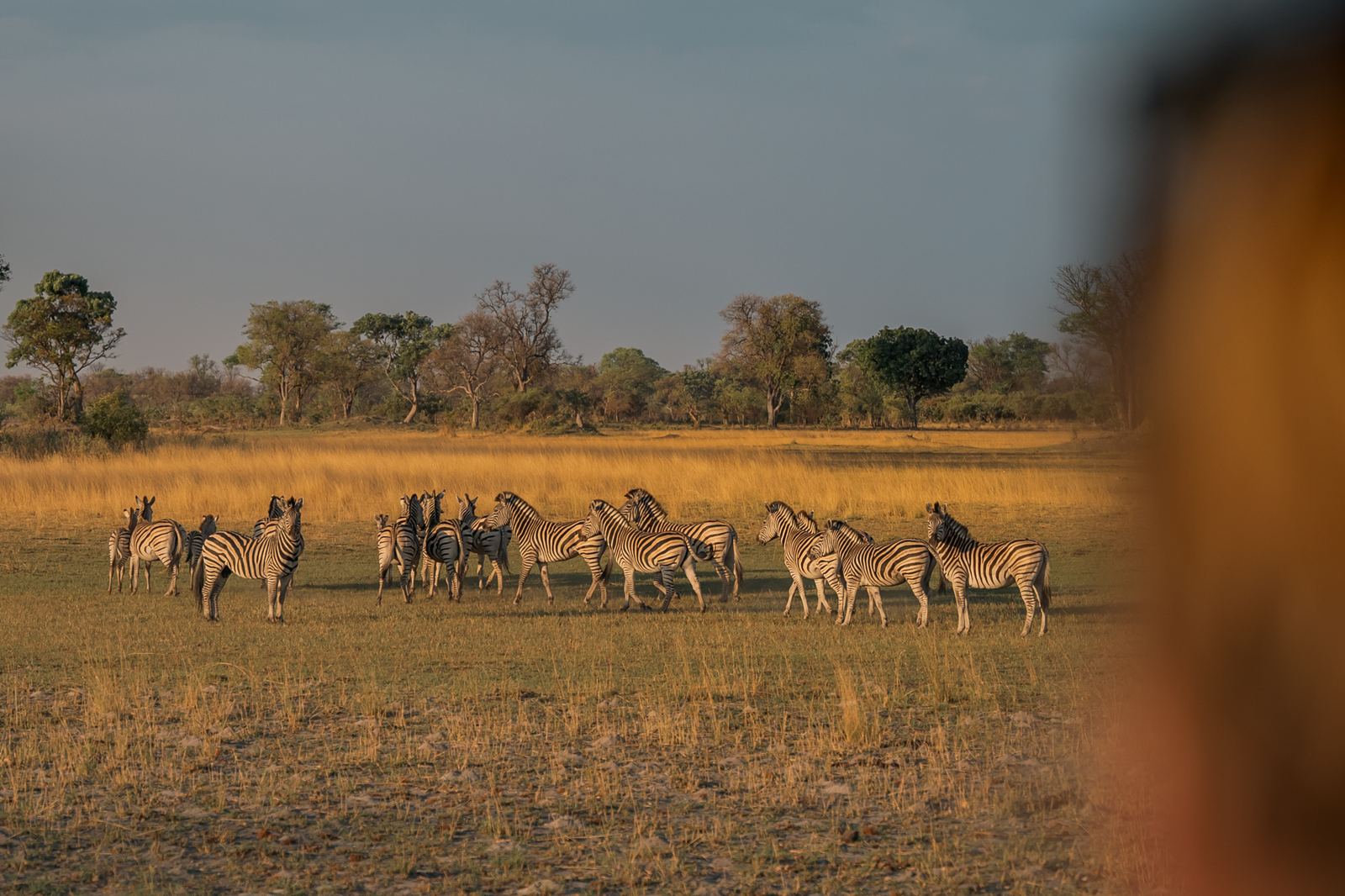 Karangoma en Delta Okavango