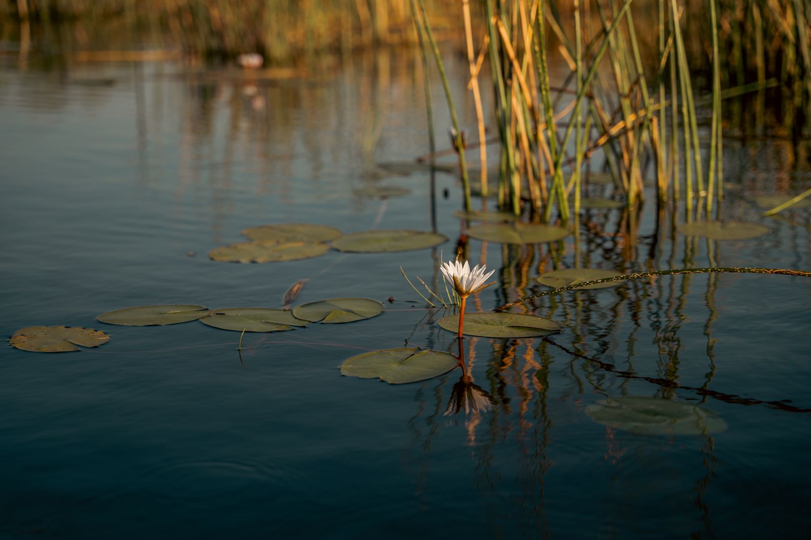 Karangoma en Delta Okavango