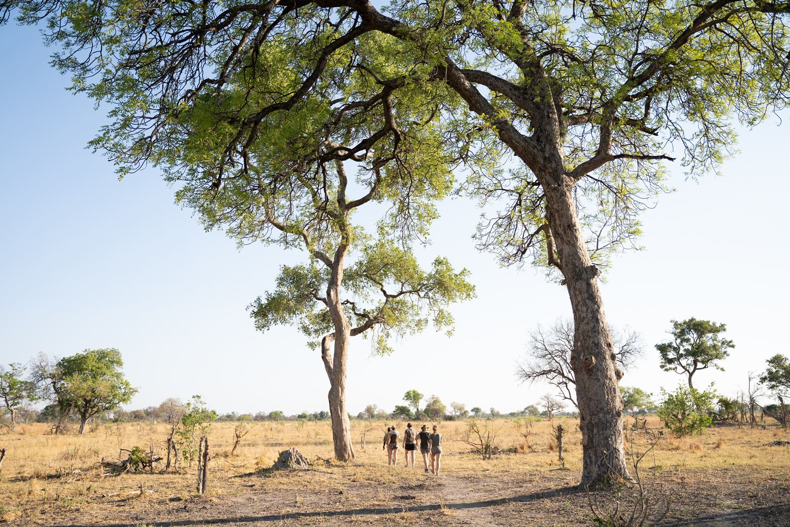 Karangoma en Delta Okavango