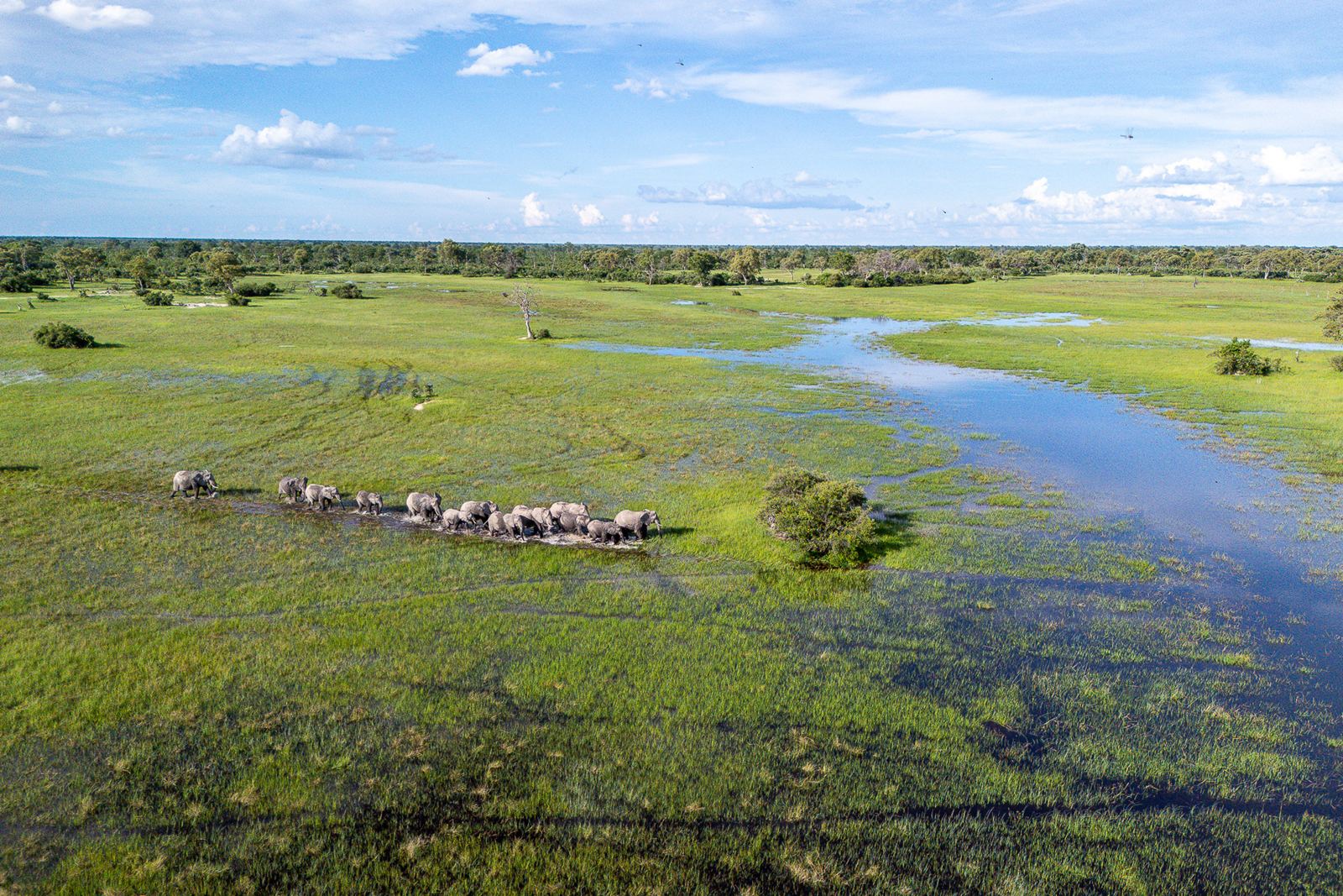 Karangoma en Delta Okavango