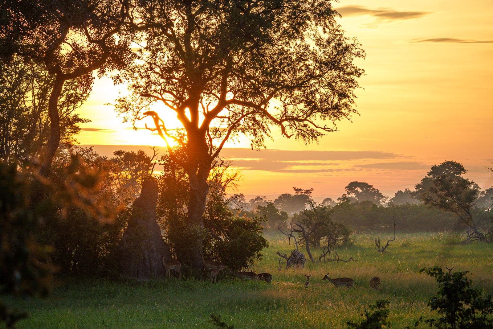 Karangoma en Delta Okavango
