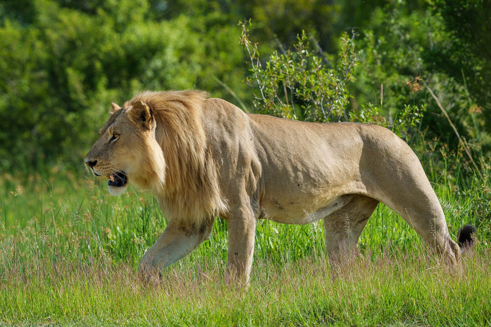 Karangoma en Delta Okavango