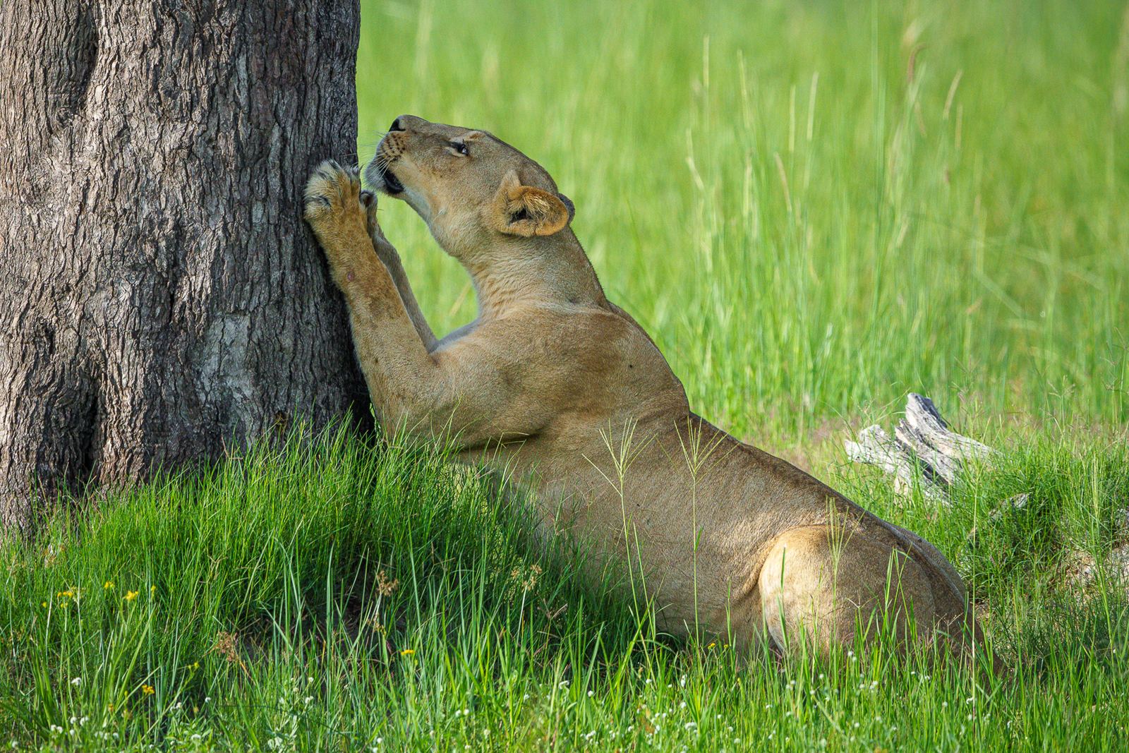 Karangoma en Delta Okavango