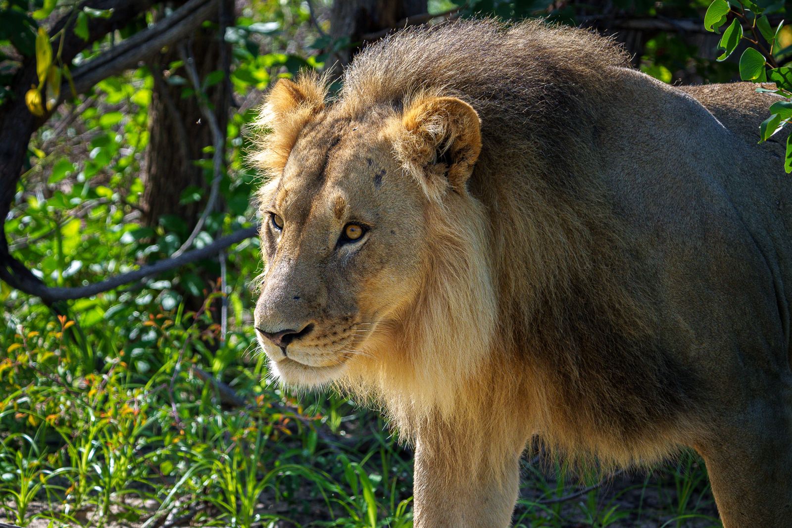 Karangoma en Delta Okavango
