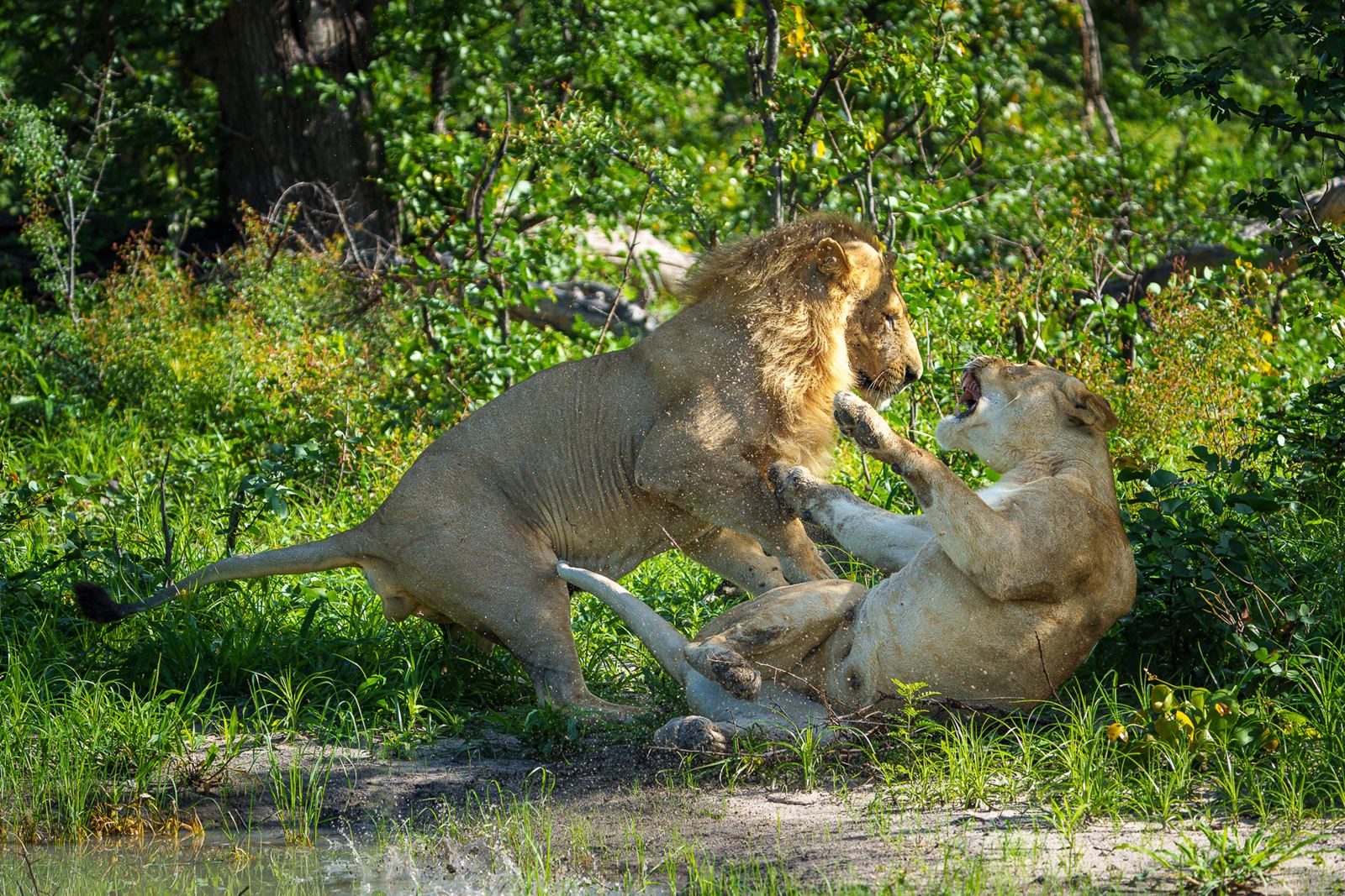 Karangoma en Delta Okavango