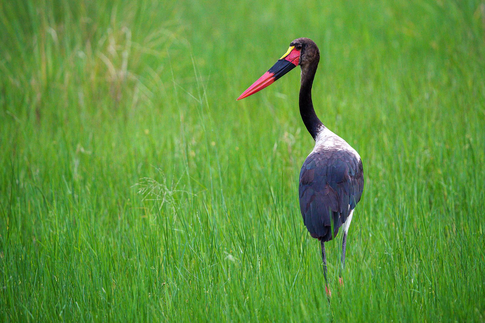 Karangoma en Delta Okavango