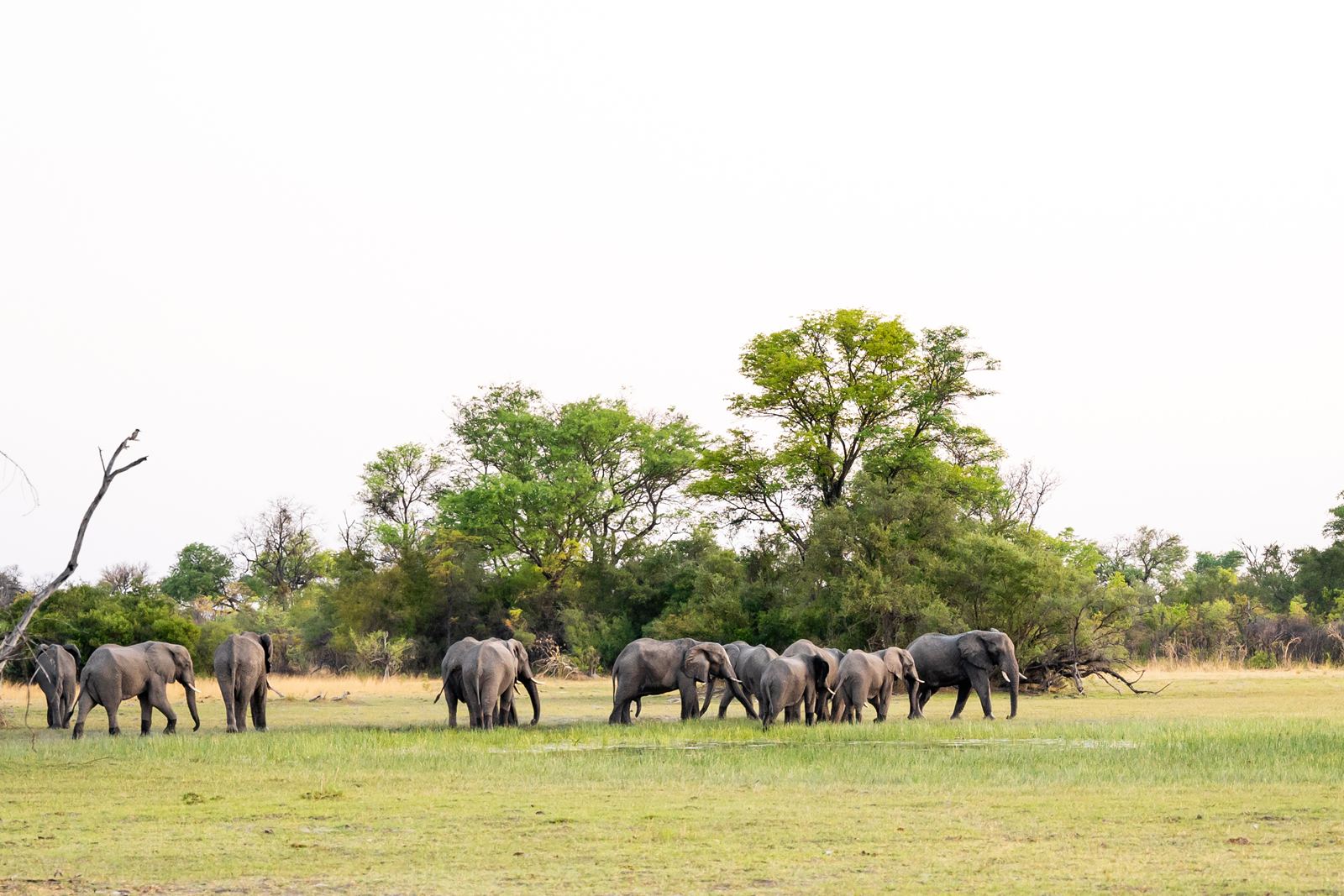 Karangoma en Delta Okavango