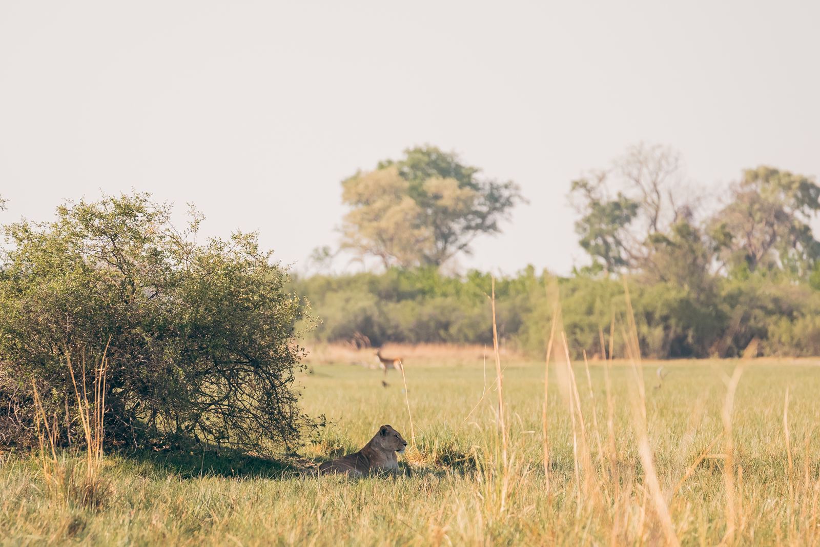Karangoma en Delta Okavango